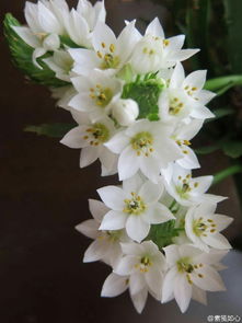 白色花朵的寓意