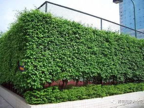 第四类：小而美， 点缀庭院的精灵