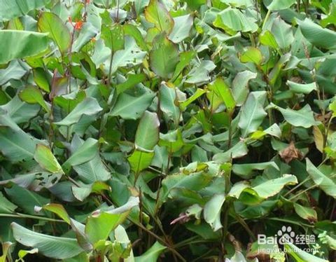 芋头黄叶病是由什么原因引起的？有哪些有效的防治方法可以避免芋头叶子变黄