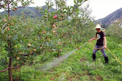 冬天如何浇水盆栽果树？浇水量和频率如何把握