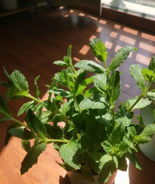 夏日炎炎，植物也中暑？