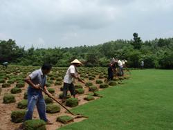 不同地区， 不同草坪