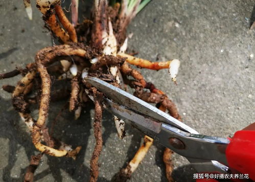 兰花烂根的原因及多菌灵的作用