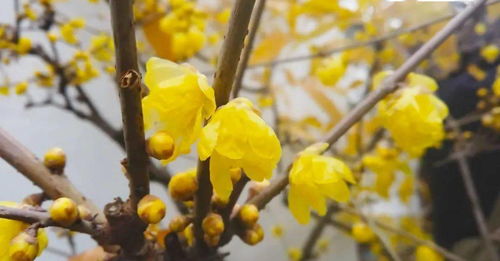 腊梅花怎么养Zui好， 揭秘红腊梅花店养护秘诀