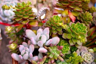 Q：露养多肉需要施肥吗？