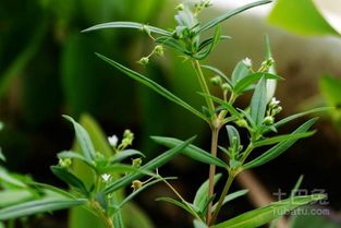 药用蒲公英叶绿花黄，根粗味苦