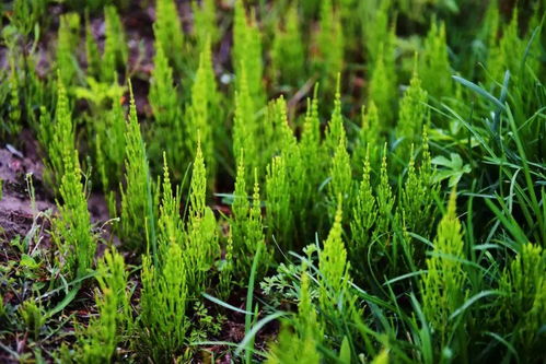 配方一：白醋+食盐， 除草也行