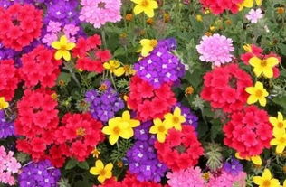 美女樱种植视频分享