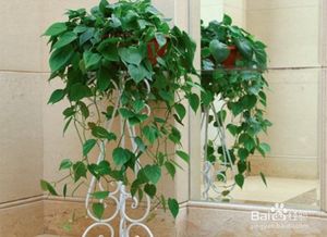 绿萝的藤， 长与短的奥秘