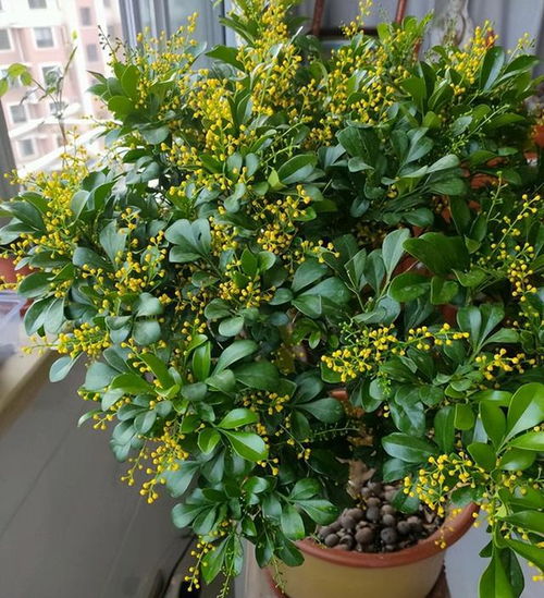 米兰花，又称中国兰
