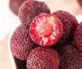 杨梅种植的综合效益与授粉问题