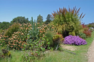 冬季北方庭院适合种植的耐寒植物