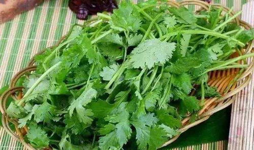 香菜怎么吃最有营养？试试凉拌或炒菜