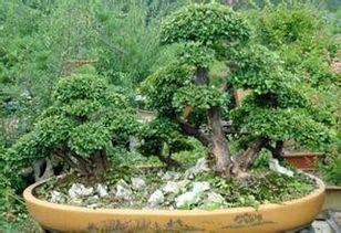 雪松盆栽的小秘密