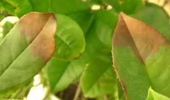 原因二：施肥不当