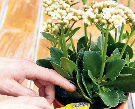 花的叶子为什么会掉呢？是浇水还是施肥的错？