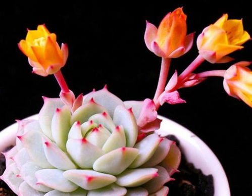 家里养菊花可行吗？听听养花达人怎么说