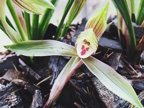 植物是大自然的馈赠