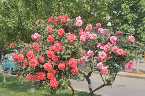 月季花城， 花开四季