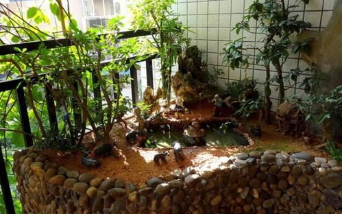 光照对花卉生长的影响：揭秘鱼池光照条件如何塑造美丽植物