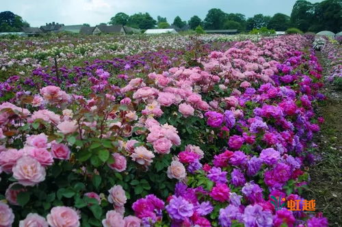 不同月季品种的扦插适应性