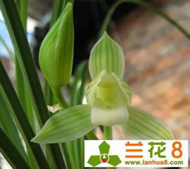 “纹瓣兰病虫害综合防治技术”