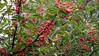 花椒种子变黑，肥料真的那么神奇吗？