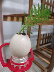 水培植物中哪些好养又适合初学者？