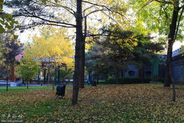 低成本植物， 让秋色绽放