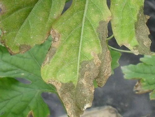 如何防范苦瓜灰霉病和疫病？