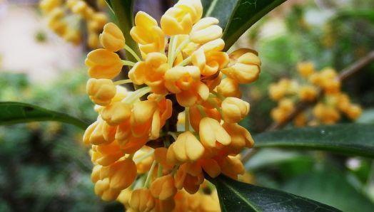 桂花耐寒耐晒，不怕冷冻！