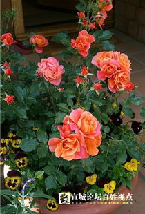 迪士尼乐园月季的花色特点