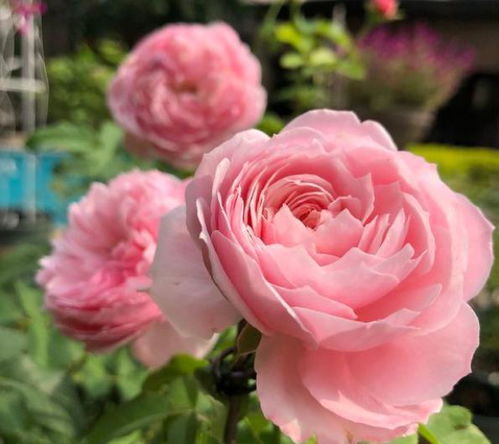 土壤板结，月季的小抱怨