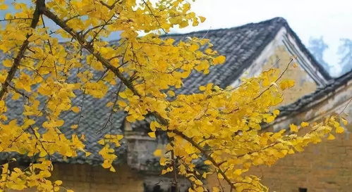 门前种什么树好？这几种树你一定要知道