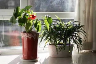 养殖盆栽， 施肥方法彳艮重要