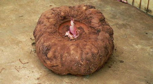 长期食用魔芋，女性可享低脂、低糖、高纤维的健康益处