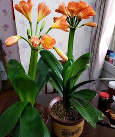 花盆养花肥料全攻略