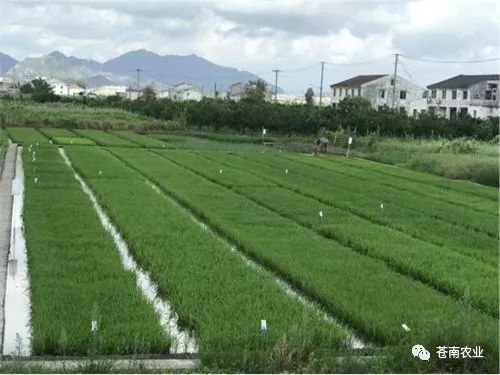 晚稻秧田施肥技术，关注秧苗生长需求