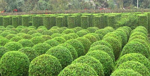 苗木机械化应用成为一种必然趋势