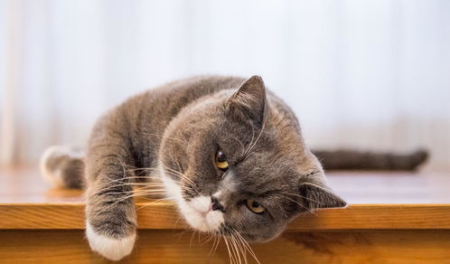 如何避免猫咪接触杀虫剂