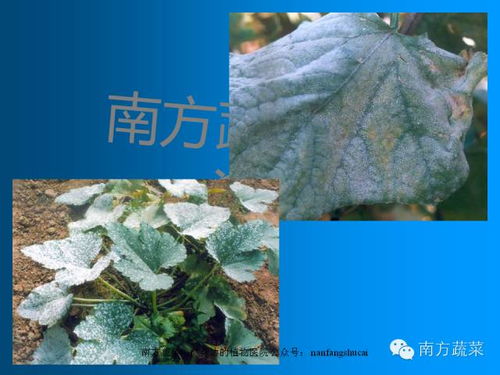 金钱兜浇水需保持土壤微湿，每周浇水一次；施肥宜用复合肥