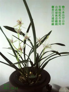 北方室外种兰花，如何成功越冬