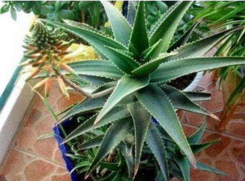 芦荟：净化空气的绿植小嫩手