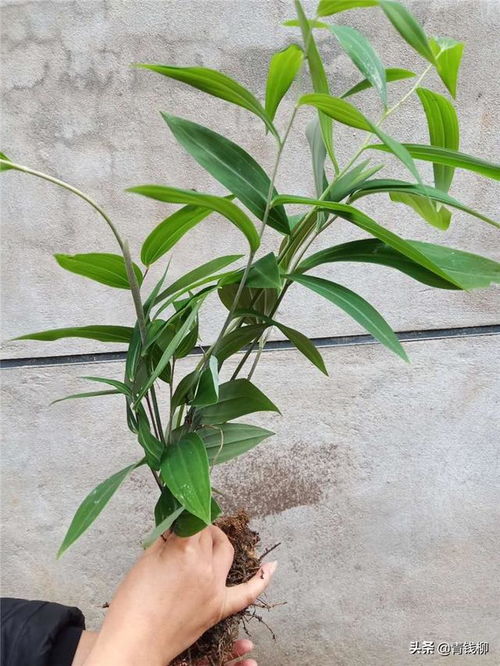 黄精除草剂——守护黄精生长的神秘武器