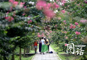 紫薇花的魅力，你了解多少？