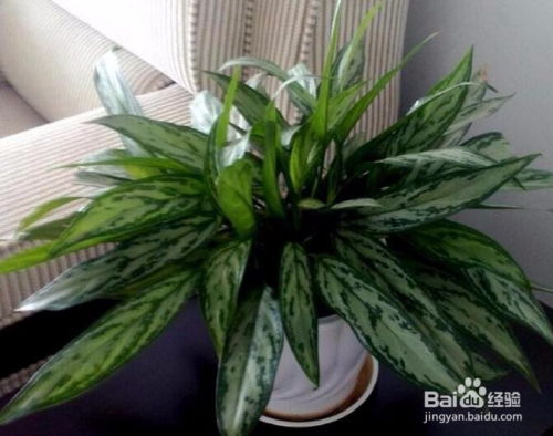 龙须树与龙血树：同种植物，本质相同揭秘