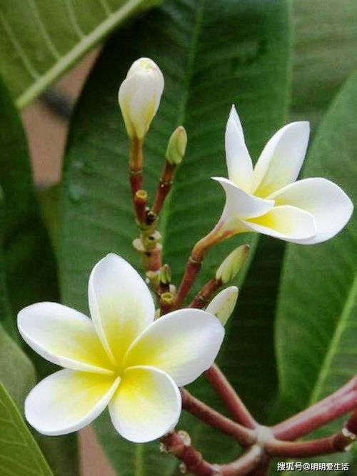 鸡蛋花的花语究竟蕴含着哪些深层含义