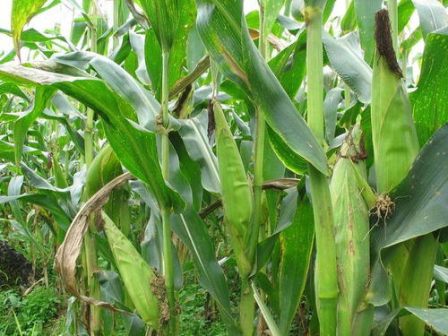 玉米种植技术大全，新手如何快速掌握