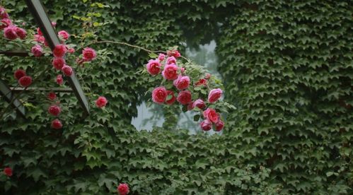好莱坞丹迪月季的花期揭秘