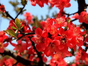冬天海棠花蕾凋零，为何提前谢幕